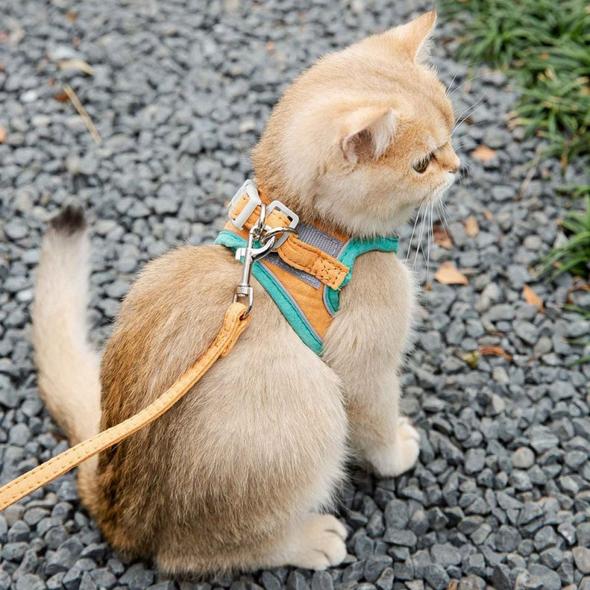 Harnais de sécurité pour chat