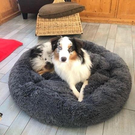 la maison de la housse coussin pour chien chat gris 40cm coussin lit apaisant panier chien et chat 28440637997100 446x446 4e319605 eba4 4928 bd27 3d6268fd2af0.jpg la maison de la housse coussin pour chien chat gris 40cm coussin lit apaisant panier chien et chat 28440637997100 446x446 4e319605 eba4 4928 bd27 3d6268fd2af0.jpg
